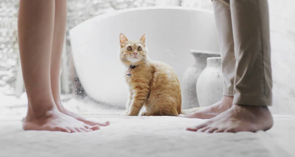 A small cat stands between a married couple